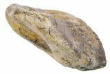 Unworn Triceratops Tooth - Wyoming #356953-1